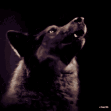 wolf howling