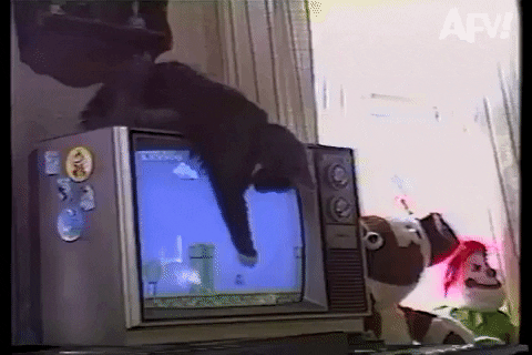 cat attacking television