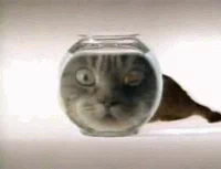 Cat looking at the fish bowl